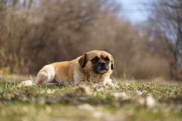 Obraz premium dog and cat