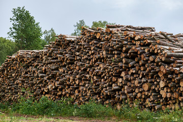 Wood storage in the forest