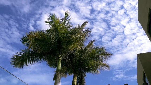 Clouds and palm trees moving with the wind.