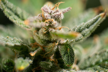 Sativa Fresh green weed In details. Indica flower. Macro trichomes of cannabis.