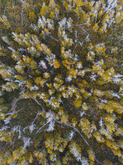 autumn in the forest