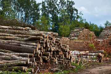 Wood storage in the forest