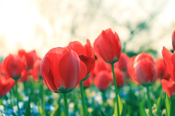赤いチューリップ　夕日
