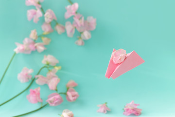 Pink paper airplane with flower of sweet pea Lathyrus with love message on blue background. Copy space.Spring concept.Postcard for International Women's Day on March 8, Valentine's Day,14 of February