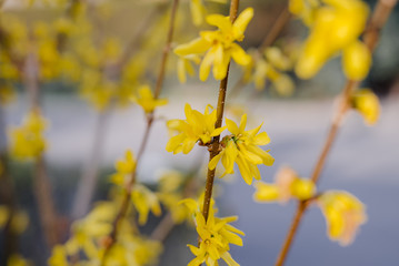 Yellow blooming Forsythia flowers twig close up.