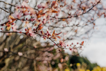 Blooming pink flowers on twig closup