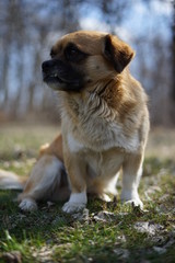 Naklejka premium dog and cat