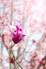 Fior di magnolia viola su sfondo di fiori rose illuminati dal sole 