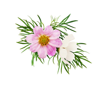 Pink  and white cosmos flowers in a floral arrangement