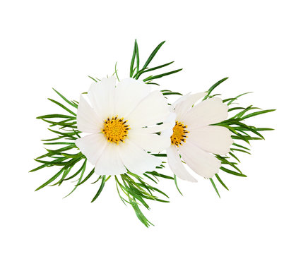Cosmos flowers in a floral arrangement