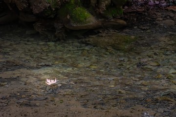 A brown maple leaf floating in a stream on autumn