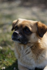 Obraz premium dog and cat