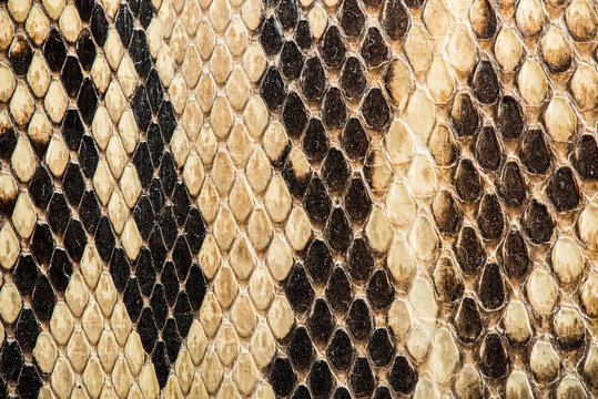 Texture of genuine snakeskin