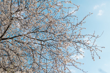 blooming cherry trees against blue sky