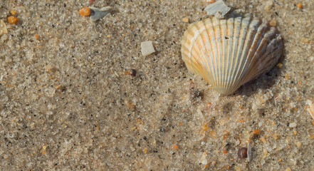 seashells on the Adriatic coast, macro, there is a place for text