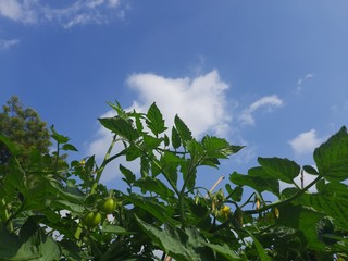 Young tomato plants of flowering stage in the blue sky background. White background with place for text with young tomato plants.Tomato flowers plants green Agriculture. A flower of a healthy plant.
