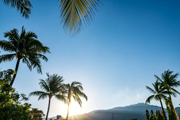 Sunrise behide palm trees and mountain in the morning with clear sky for copy space.