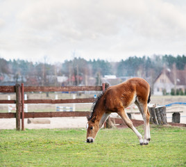 Naklejka na ściany i meble Beautiful foal tries to eat the grass in spring