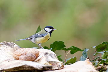 la mésange charbonnière
