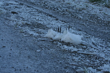 Schnee