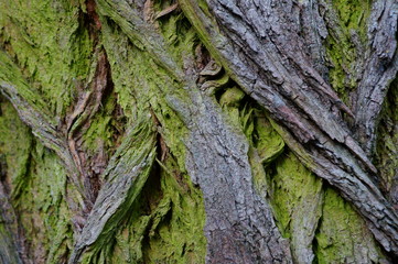 tree bark texture