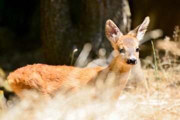 Portrait de petits chevreuils au milieu d'une foret en Europe durant l'été.