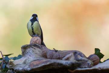 la mésange charbonnière