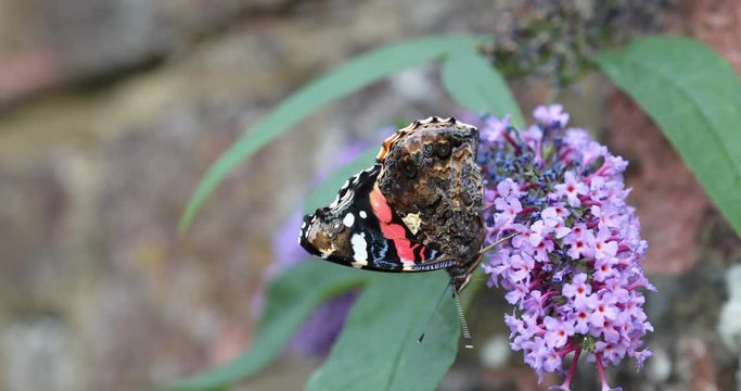 Butterfly Red Admiral (Vanessa atalanta) feeding on purple Buddleia Bush (Buddleja davidii) nectaring