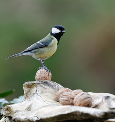 la mésange charbonnière