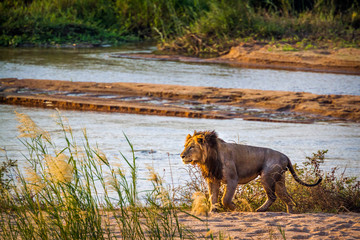 African lion walking on riverbank in Kruger National park, South Africa ; Specie Panthera leo...