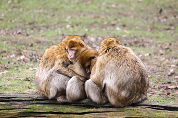 Barbary macaques (Berberaffe) Macaca sylvanus Family