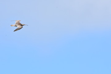 Eastern Curlew
