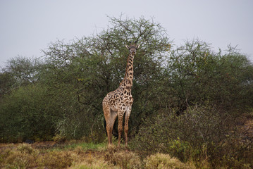 Giraffe in national park Amboseli, Kenya