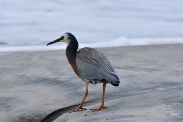 heron on the beach