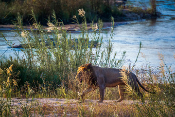 Fototapeta na wymiar African lion walking on riverbank in Kruger National park, South Africa ; Specie Panthera leo family of Felidae