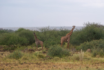 Giraffe in national park Amboseli, Kenya