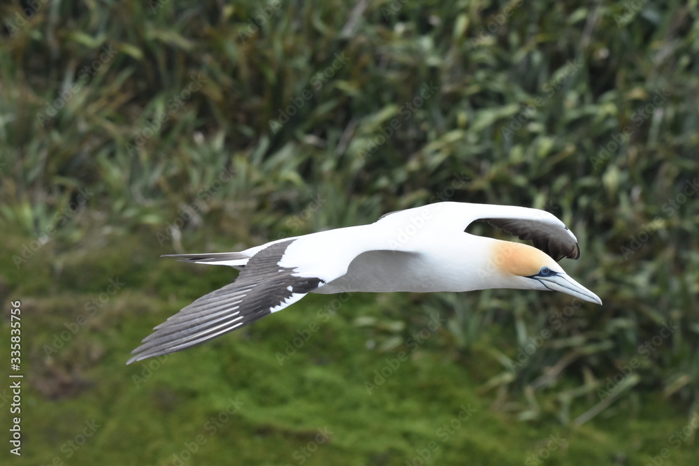 Canvas Prints Australasian Gannet