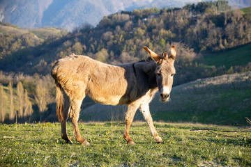 Sweet female donkey grazing fresh grass in a big hilly meadow in the countryside, looking at camera as we approach, not scared. Perfect profile.