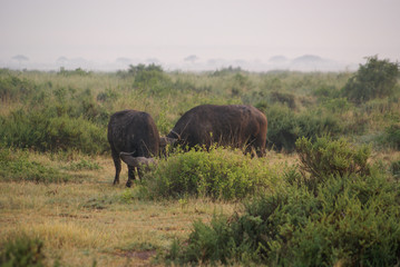Naklejka na ściany i meble Buffalo in national park Amboseli, Kenya