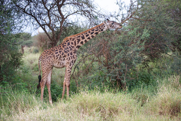 Naklejka na ściany i meble Giraffe in national park Amboseli, Kenya