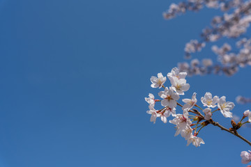 桜と青空