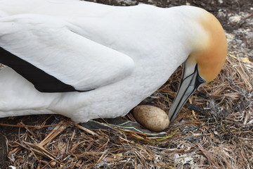 Obraz premium Australasian Gannet on nest with egg
