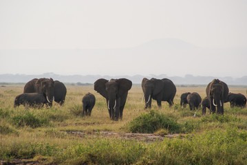 Fototapeta na wymiar Elephants in national park Amboseli, Kenya