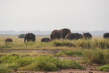 Elephants  in national park Amboseli, Kenya