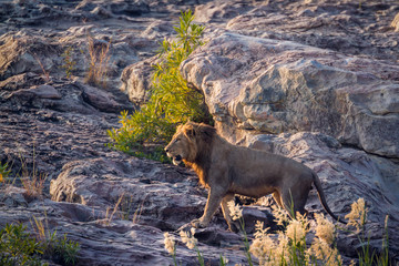African lion male walking on rock at dawn in Kruger National park, South Africa ; Specie Panthera leo family of Felidae