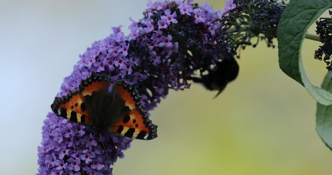 Butterfly Small Tortoiseshell (Aglais urticae) feeding with honey bee on purple Buddleia Bush (Buddleja davidii) nectaring