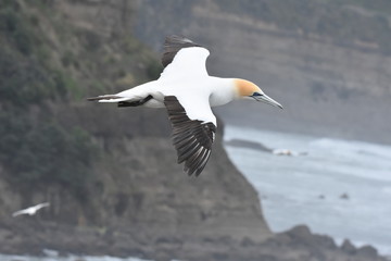 Fototapeta premium Australasian Gannet flying