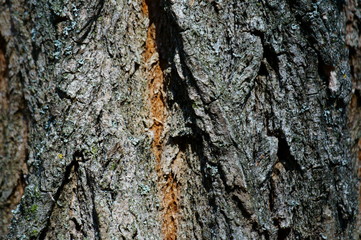 bark of a tree