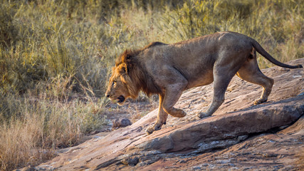 African lion male going down a rock in Kruger National park, South Africa   Specie Panthera leo family of Felidae © PACO COMO