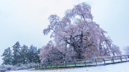戸津辺の桜と雪